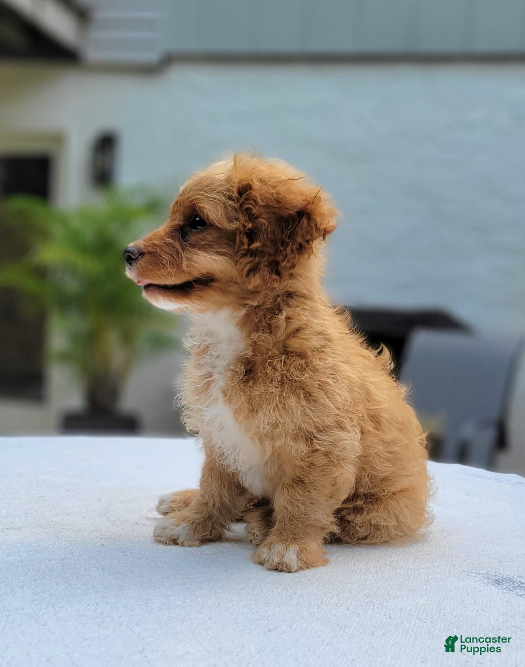 Cavapoo dogs for sale: Poppy - Image 9