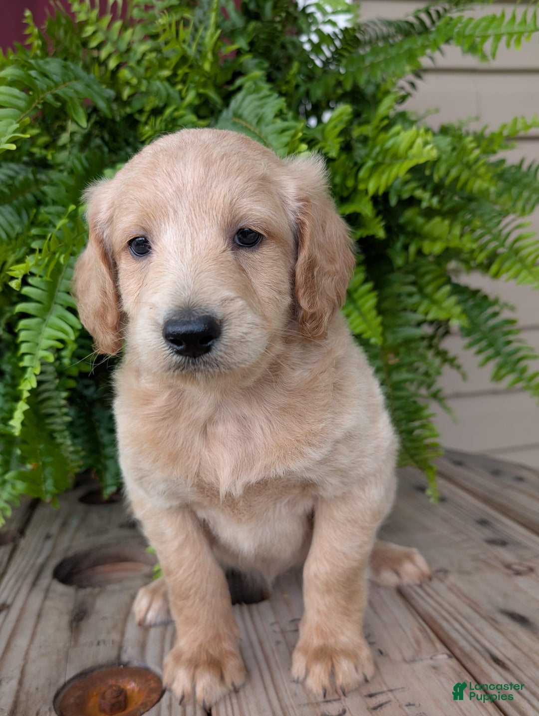 Goldendoodle dogs for sale: Bella - Image 19