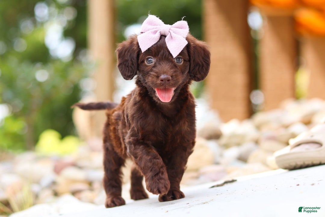 Miniature Dachshund dogs for sale: Chai - Image 7