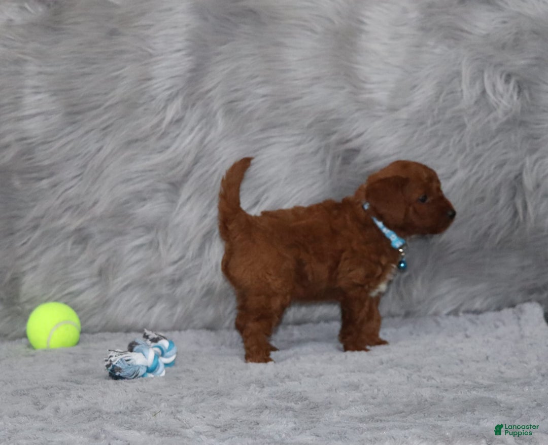 Mini Goldendoodle dogs for sale: Clint - Image 7