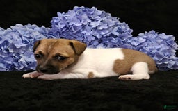 Jack Russell Terrier dogs for sale: Jack Russell Terrier 7 puppies - Image 4