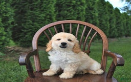 Mini Goldendoodle dogs for sale: Marco - Image 5