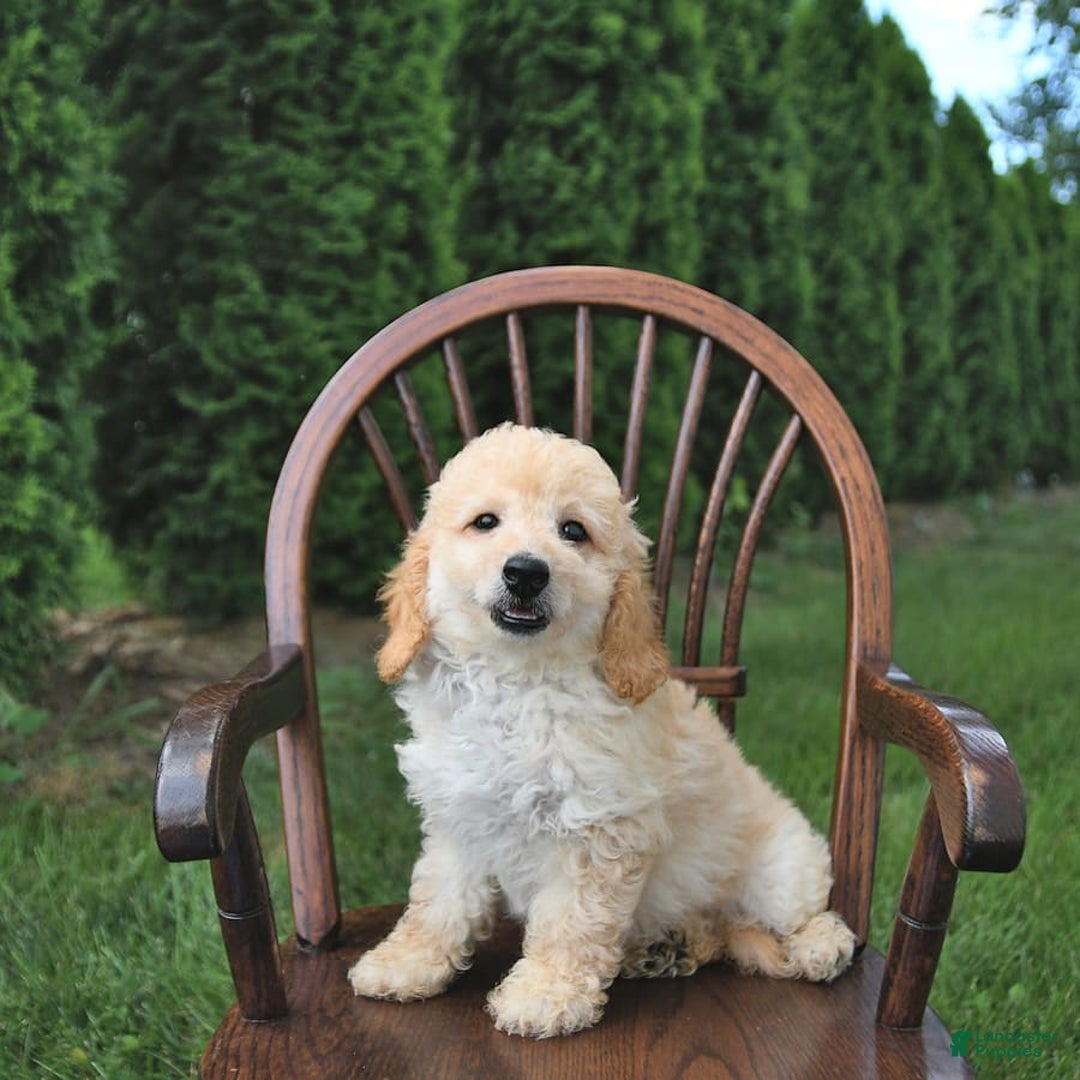 Mini Goldendoodle dogs for sale: Marco - Image 5