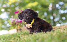 Miniature Dachshund dogs for sale: Frappuccino - Image 1