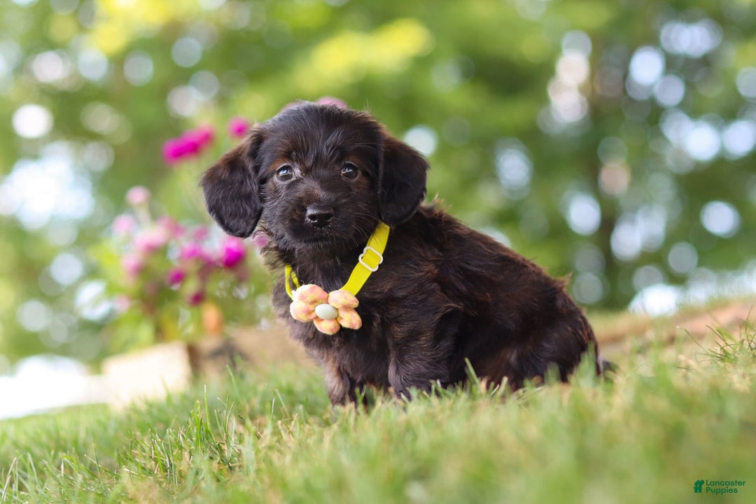 Miniature Dachshund dogs for sale: Frappuccino - Image 1