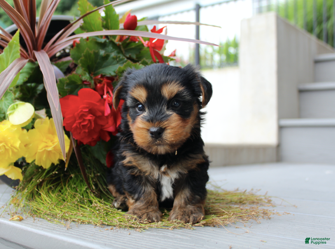 Yorkshire Terrier dogs for sale: Randy - Image 1