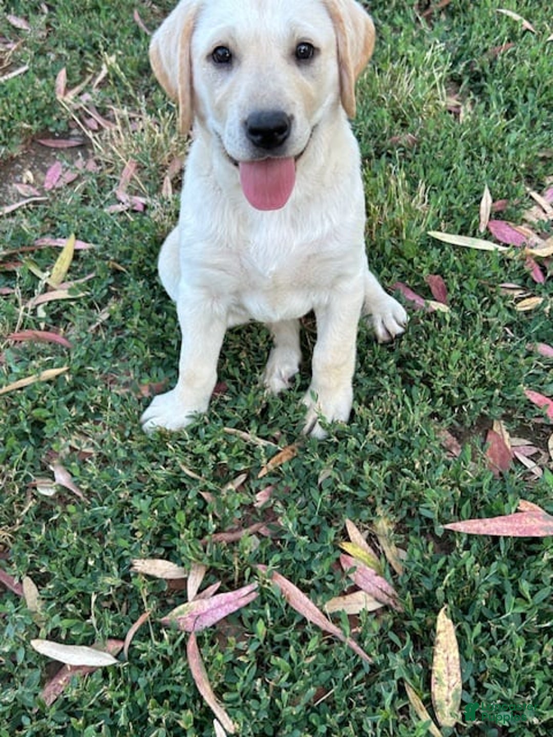 Labrador Retriever dogs for sale: Beretta - Image 3