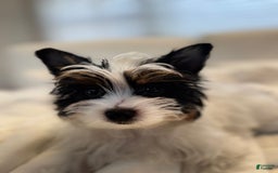 Yorkshire Terrier dogs for sale: Green - Image 4