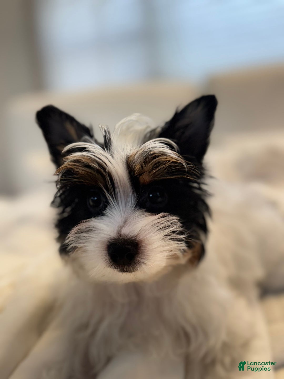 Yorkshire Terrier dogs for sale: Green - Image 4