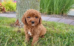 Cavapoo dogs for sale: Harley - Image 1
