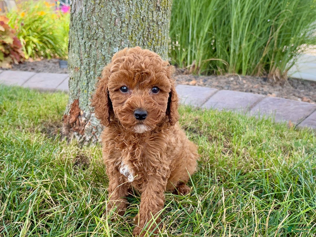Cavapoo dogs for sale: Harley - Image 1