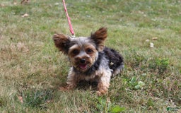 Yorkshire Terrier dogs for sale: Lucy - Image 1