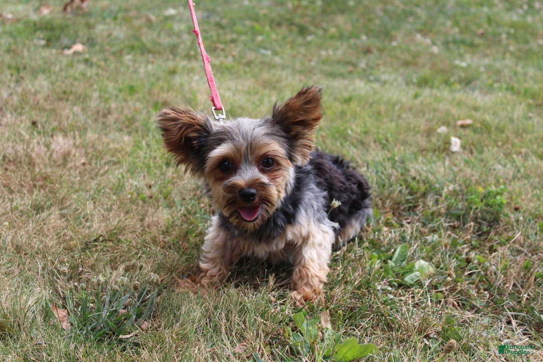 Yorkshire Terrier dogs for sale: Lucy - Image 1