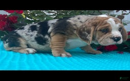 Beabull dogs for sale: Danny - Image 1