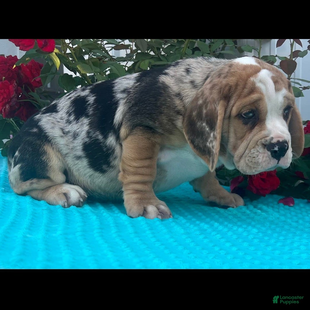 Beabull dogs for sale: Danny - Image 1