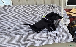 Labrador Retriever dogs for sale: Clover - Image 8