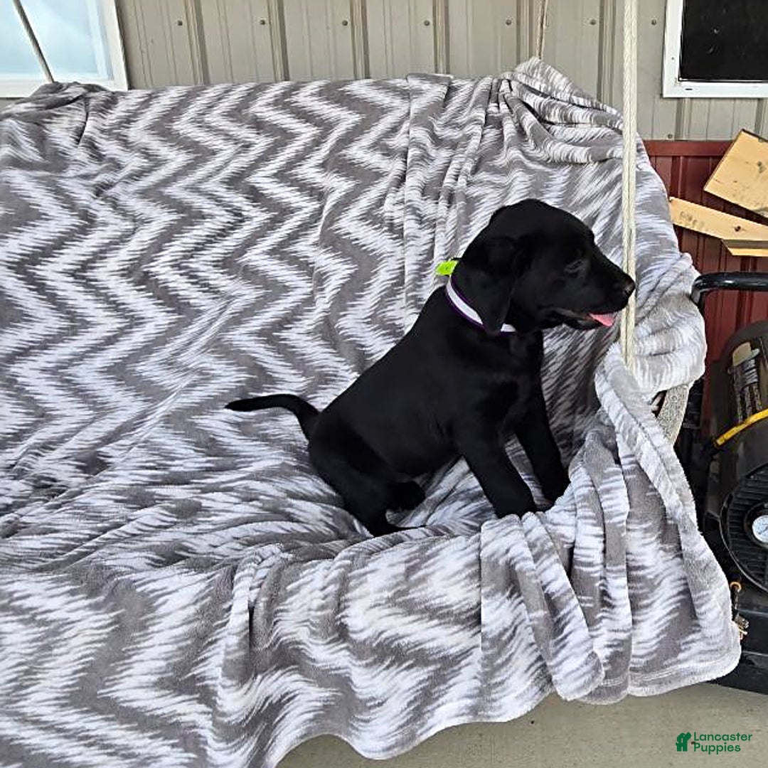 Labrador Retriever dogs for sale: Clover - Image 8