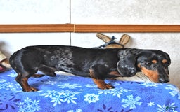 Miniature Dachshund dogs for sale: Brandon - Image 7