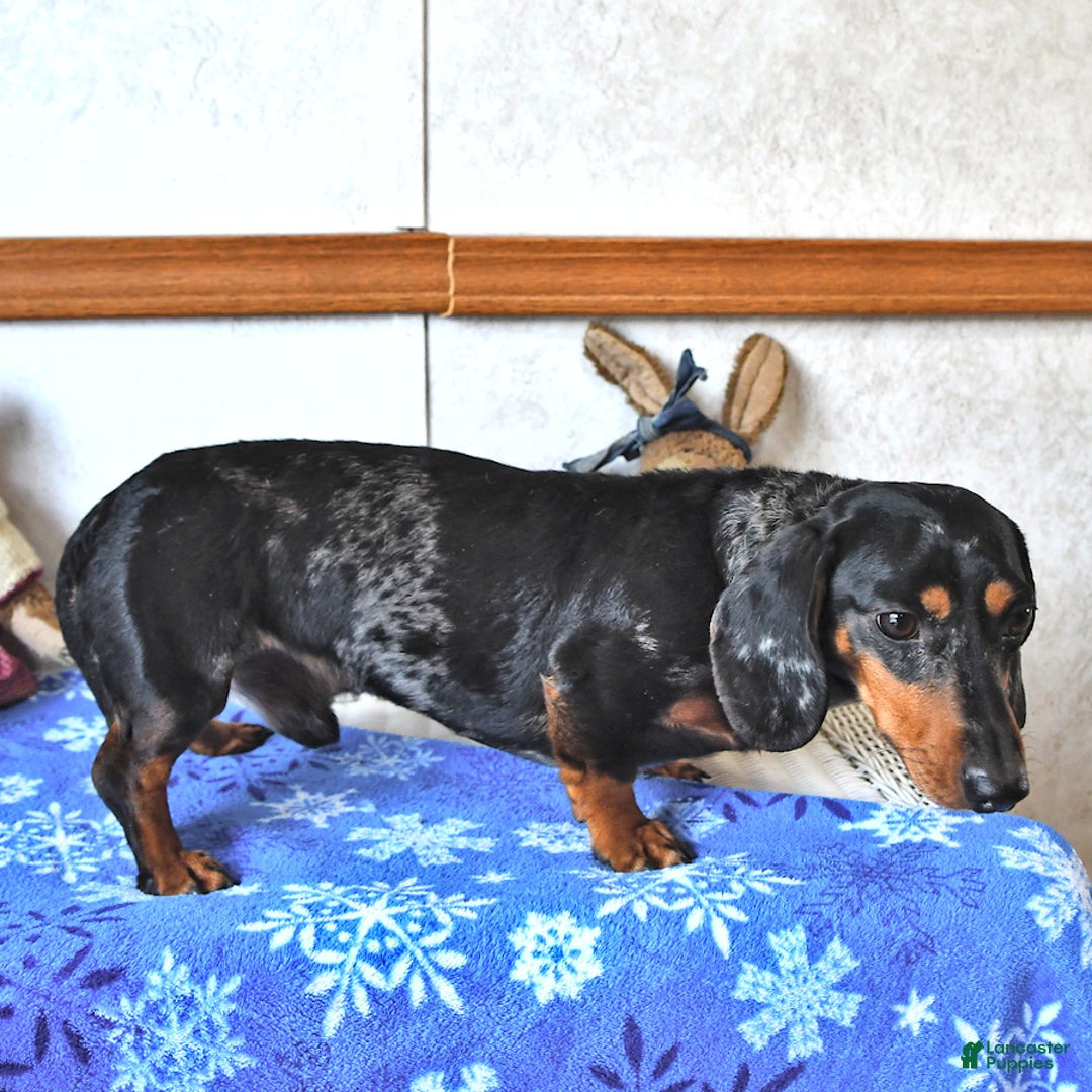 Miniature Dachshund dogs for sale: Brandon - Image 7