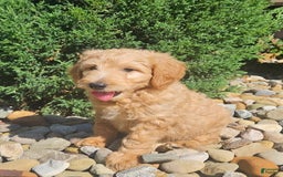 Goldendoodle dogs for sale: Goldendoodle 6 puppies - Image 2