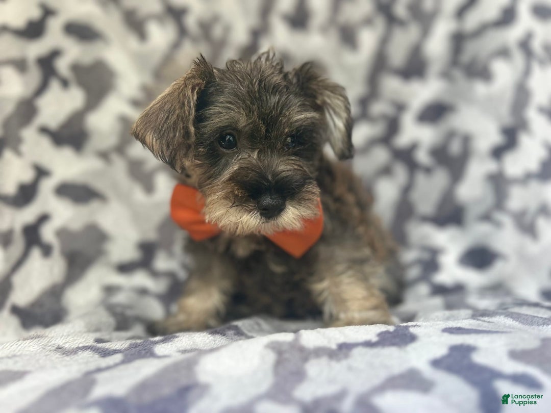 Miniature Schnauzer dogs for sale: Stitch - Image 2