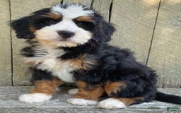 Mini Bernedoodle dogs for sale: ❤️ Boston Ma ❤️ Mini Bernedoodle - Image 18
