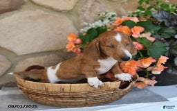 Miniature Dachshund dogs for sale: Scout   Special Needs - Image 3