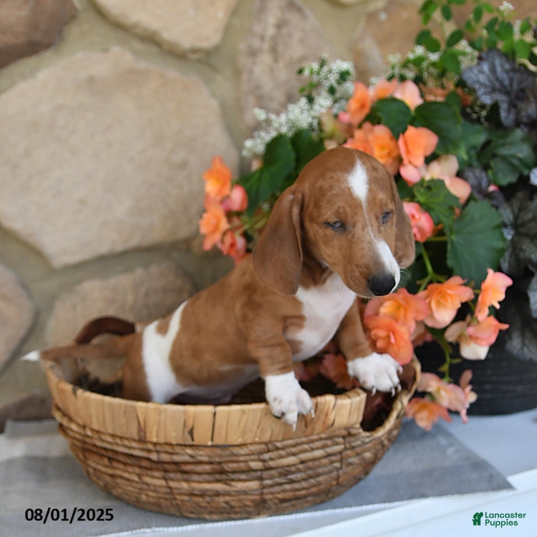 Miniature Dachshund dogs for sale: Scout   Special Needs - Image 3