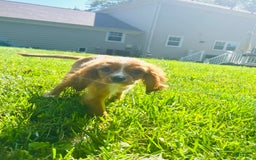Cavalier King Charles Spaniel dogs for sale: Cola - Image 2