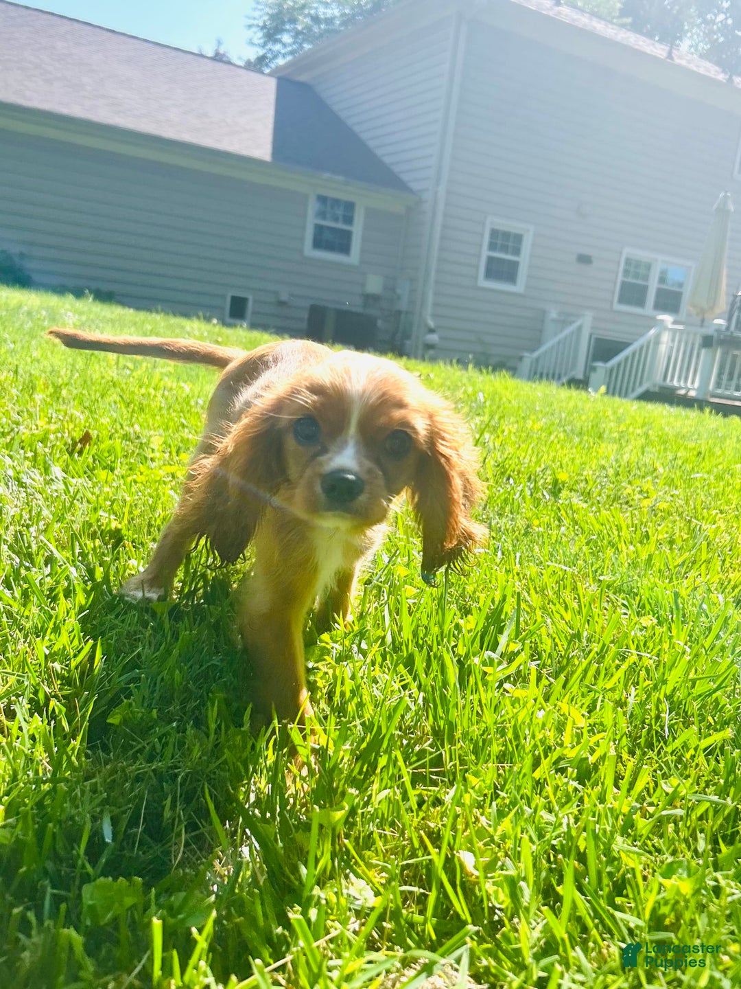 Cavalier King Charles Spaniel dogs for sale: Cola - Image 2