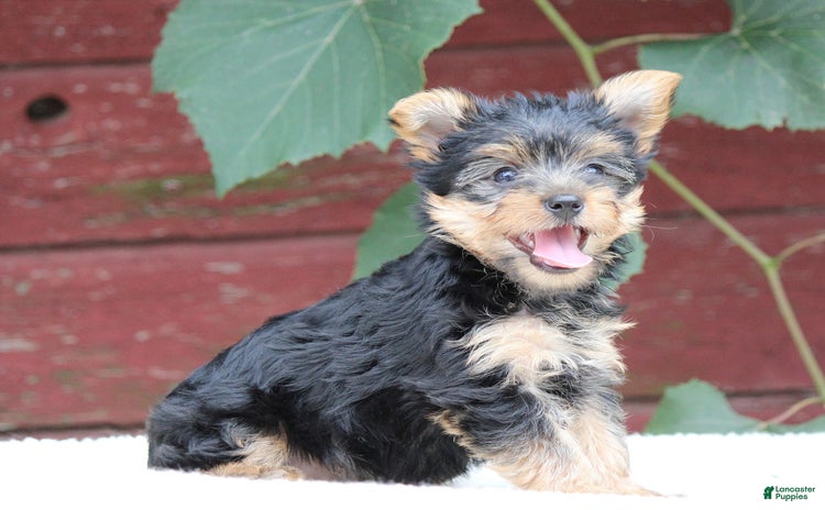 Yorkshire Terrier dogs for sale - Ad 3
