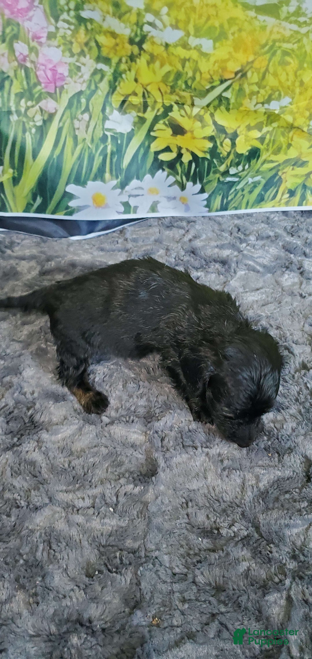 Miniature Dachshund dogs for sale: Brenda - Image 4