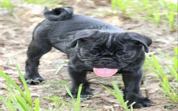 Pug dogs for sale: Jax - Image 1