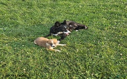Border Collie dogs for sale: Frisky - Image 4