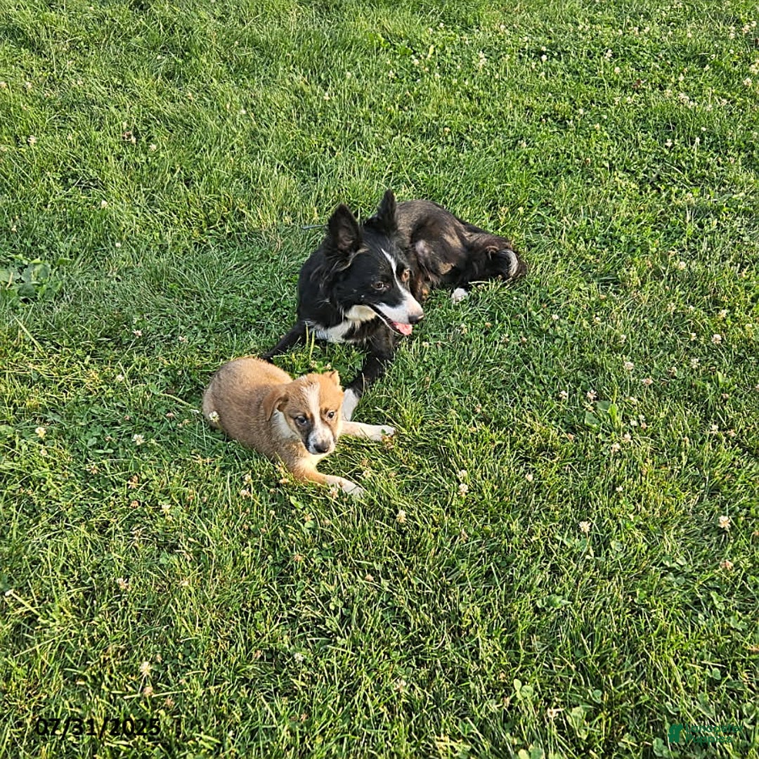 Border Collie dogs for sale: Frisky - Image 4