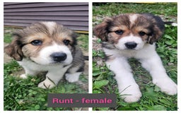 Bernese Mountain Dog dogs for sale: Runt - Image 1