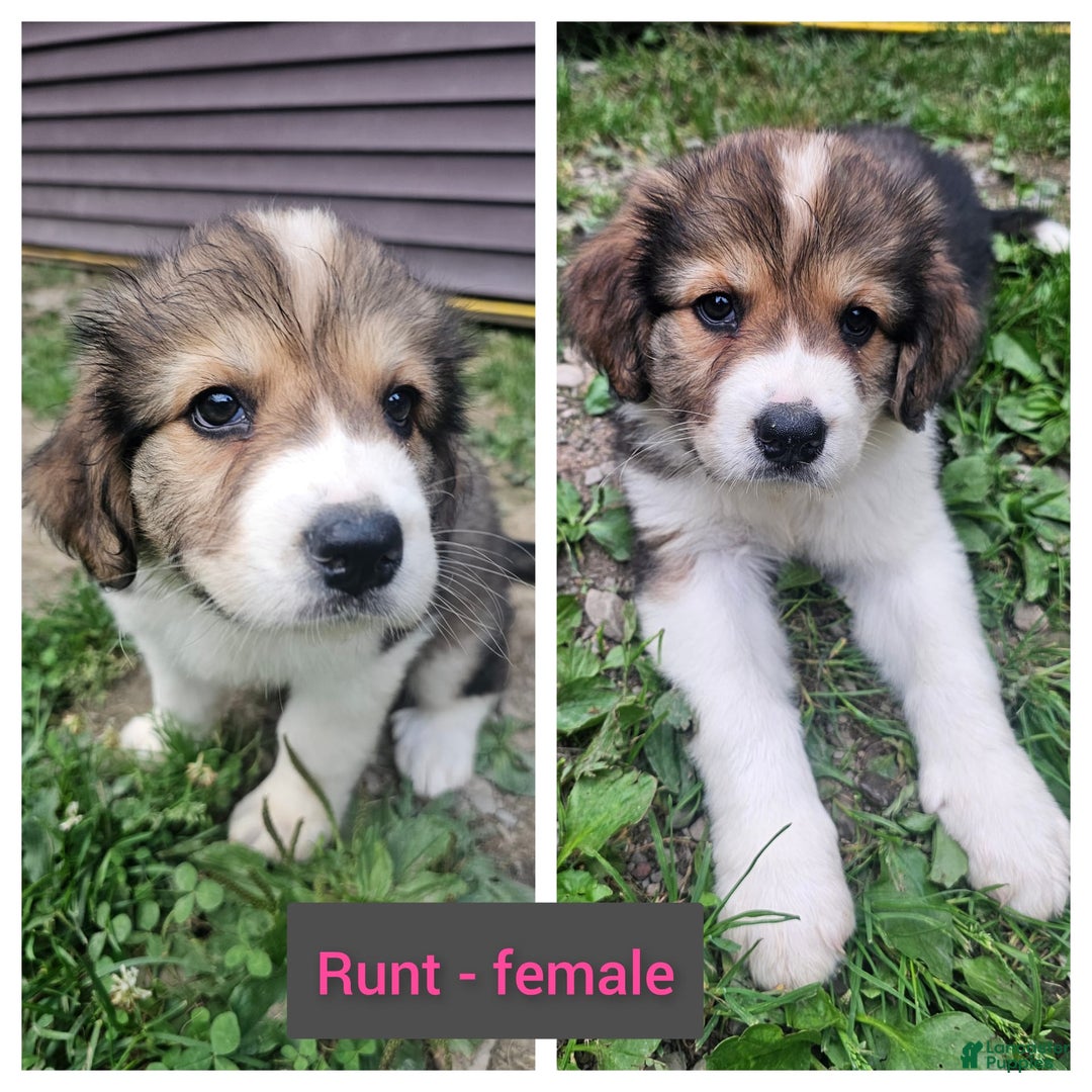 Bernese Mountain Dog dogs for sale: Runt - Image 1