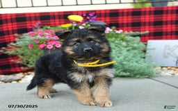 German Shepherd dogs for sale: Honey - Image 1