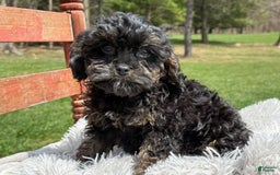 Cavapoo dogs for sale: Kingston - Image 4