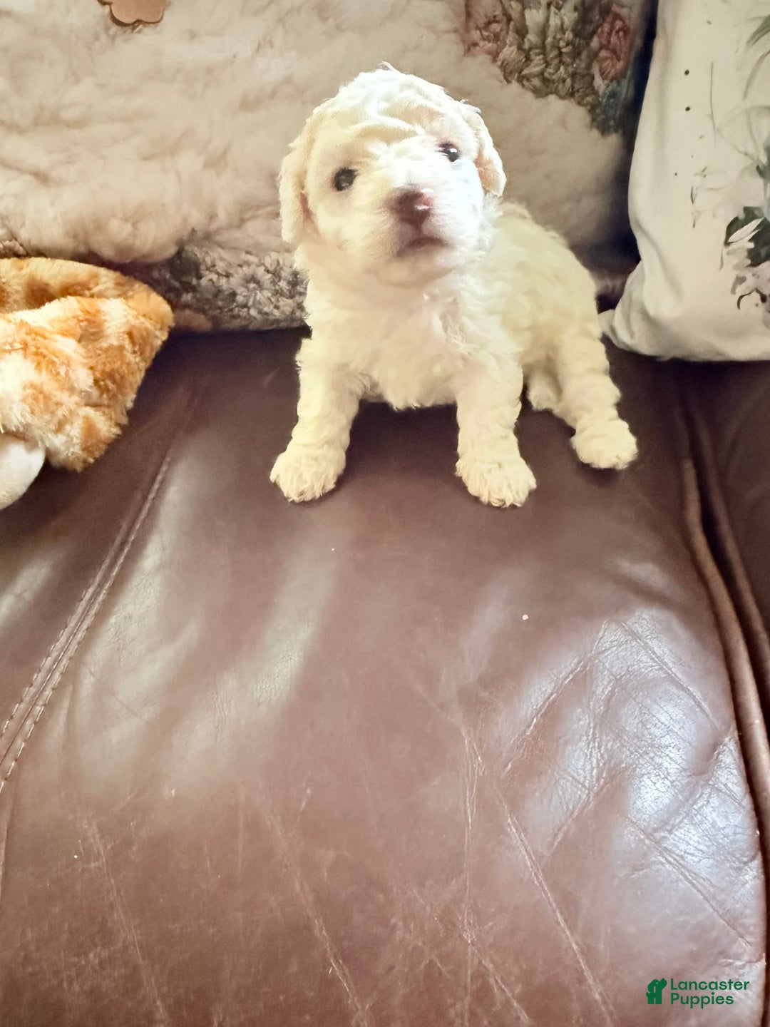 Maltipoo dogs for sale: Jasper - Image 3