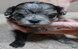 Maltipoo dogs for sale: Rare merle boy - Image 3