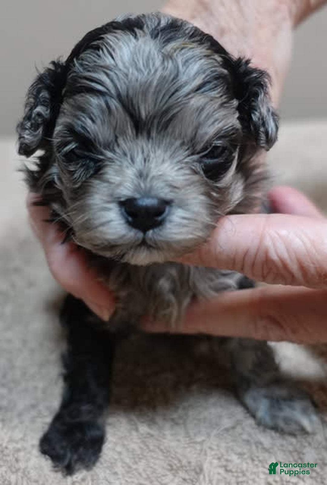 Maltipoo dogs for sale: Rare merle boy - Image 3