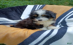 Mini Bernedoodle dogs for sale: Pepsi - Image 2