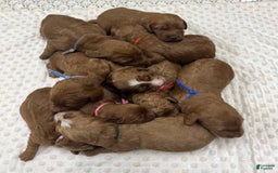 Goldendoodle dogs for sale: Danby - Image 7