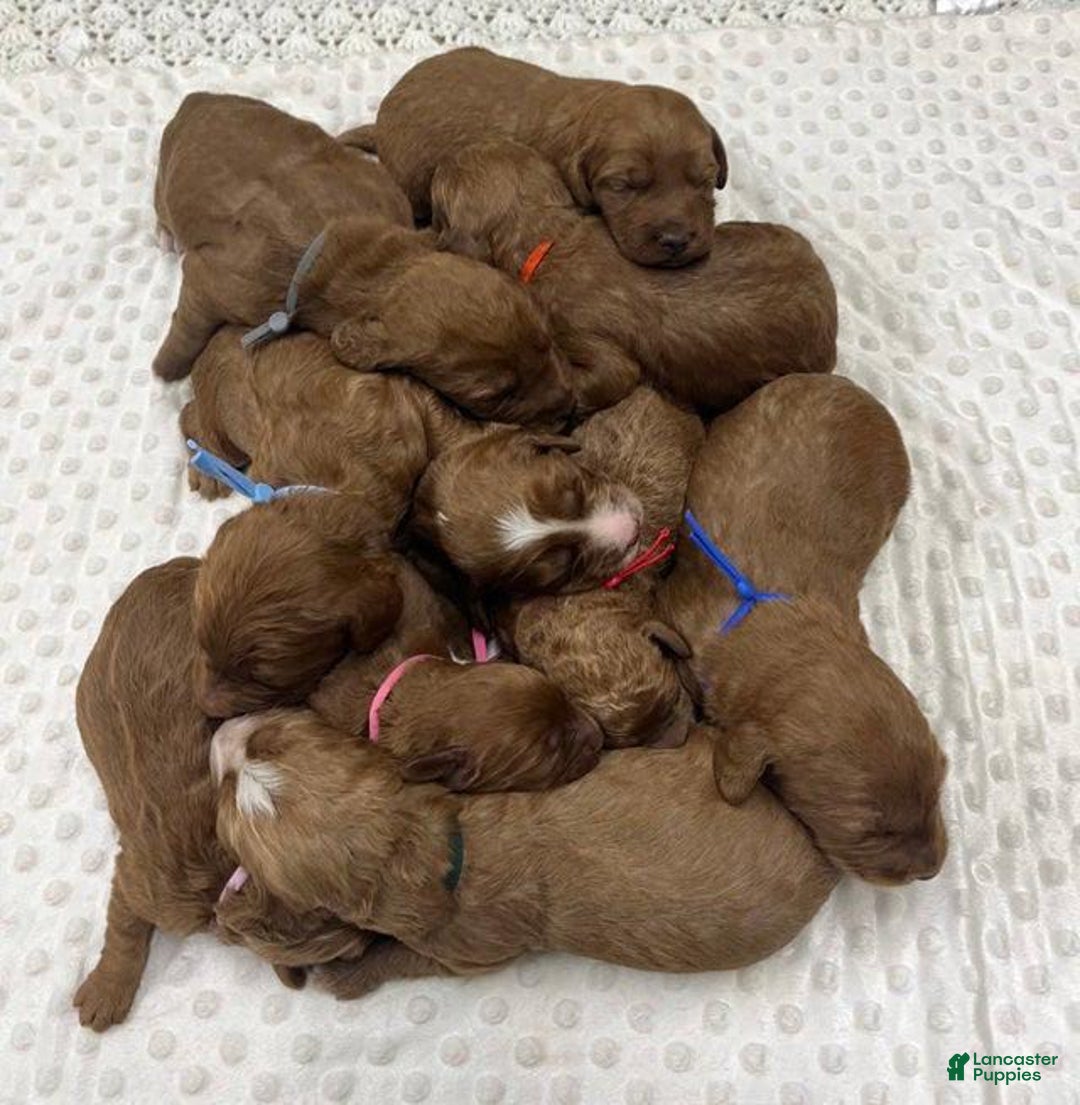 Goldendoodle dogs for sale: Danby - Image 7