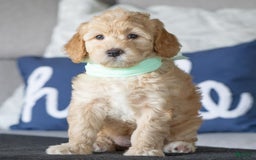 Mini Goldendoodle dogs for sale: Mia - Image 1