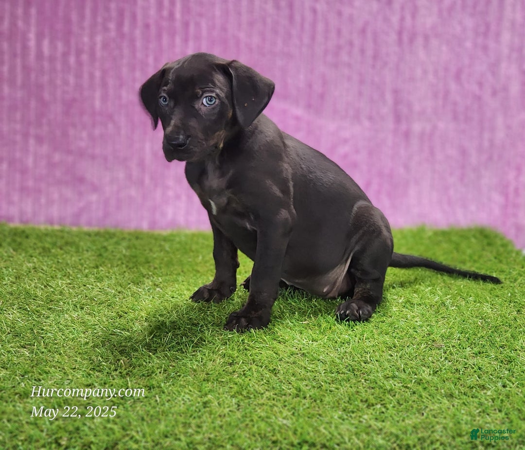 Catahoula Leopard Dog dogs for sale: Gabby 2025 F1 - Image 8