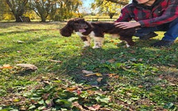 Cocker Spaniel dogs for sale: Benji - Image 4