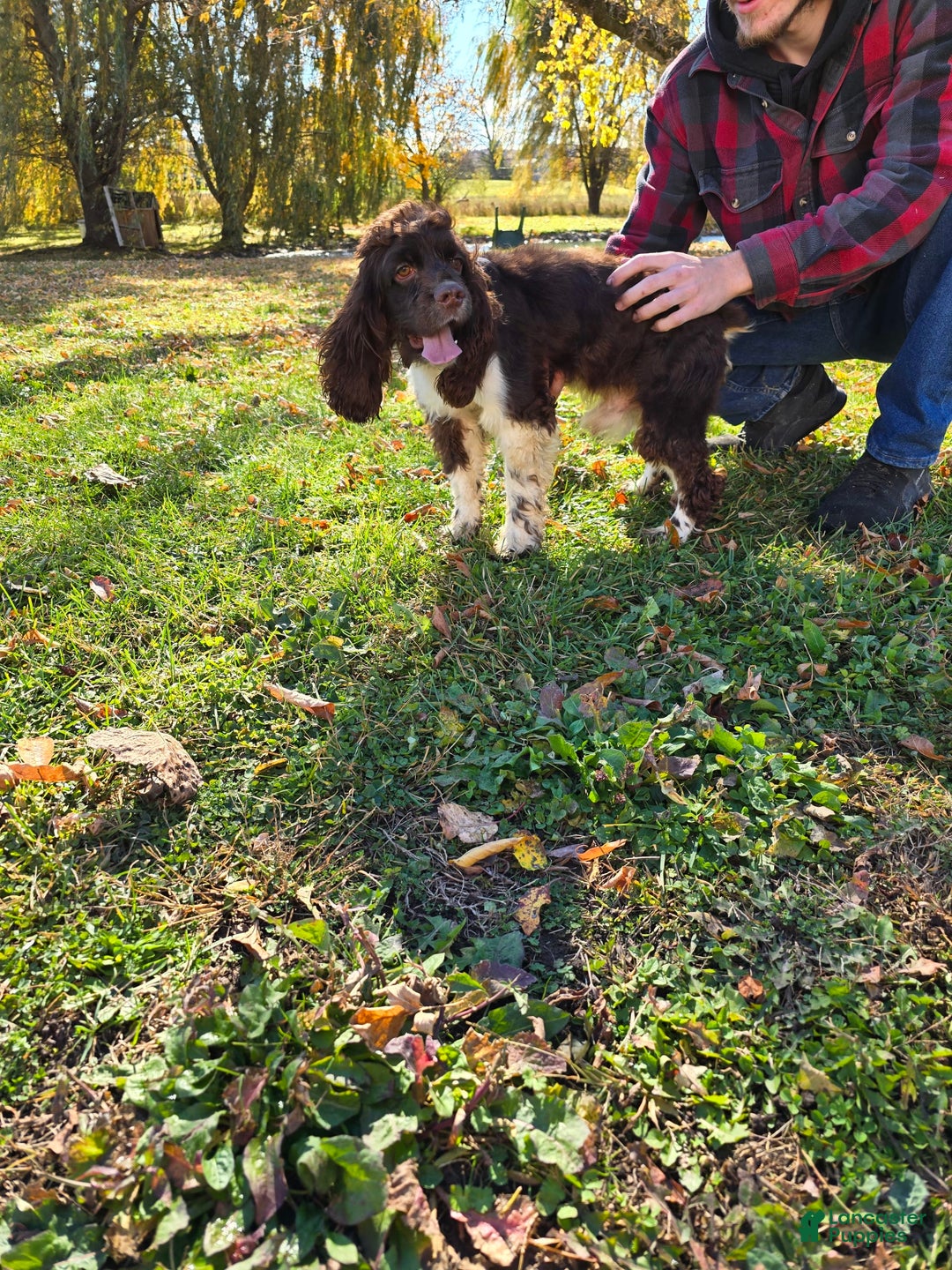 Cocker Spaniel dogs for sale: Benji - Image 4