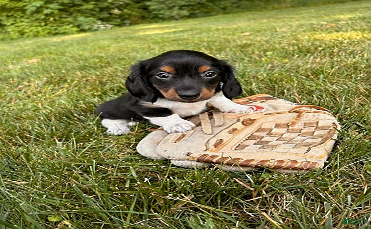Miniature Dachshund dogs for sale - Ad 5